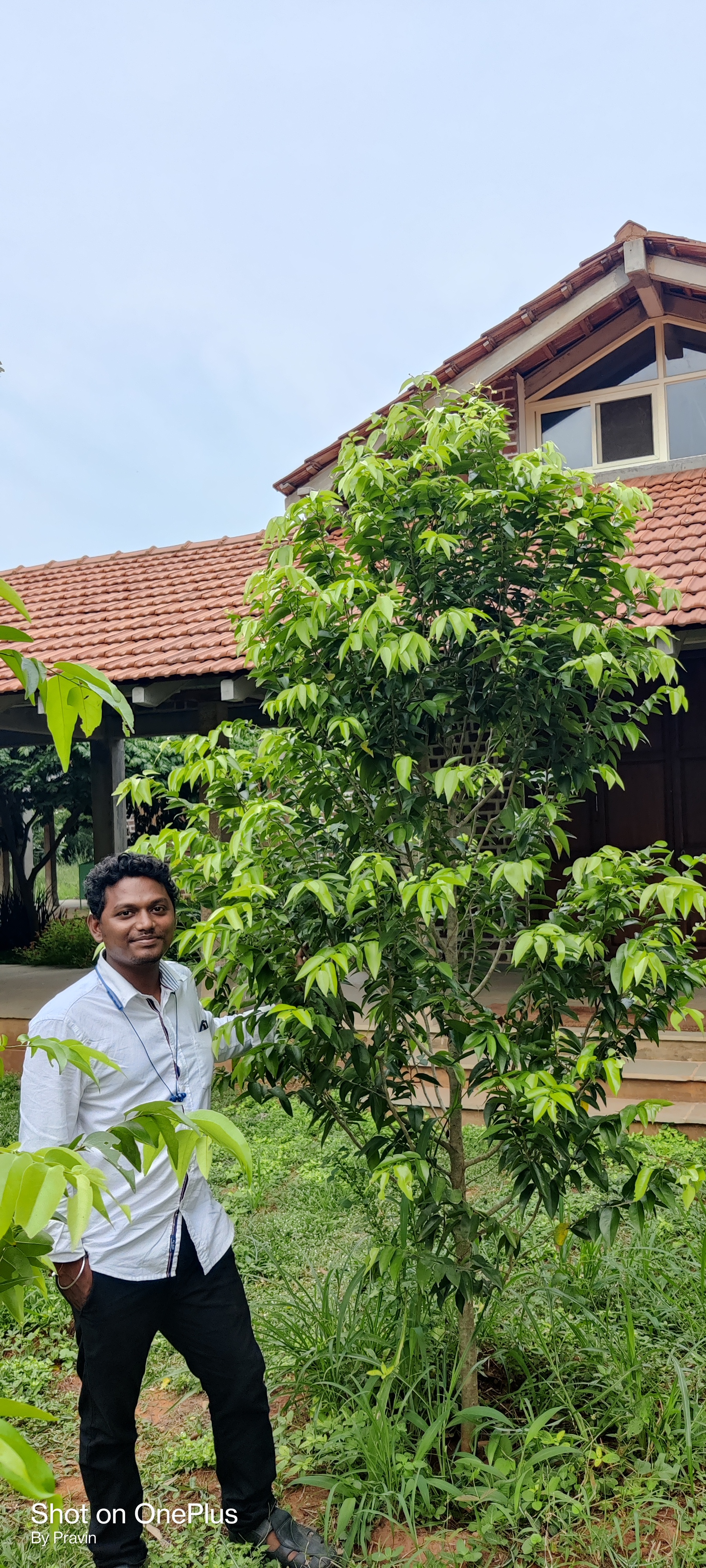 Neem Tree